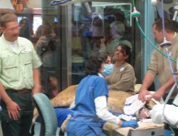 chutzpah1-dak Lion undergoing Veterinary Exam at Disney\'s Animal Kingdom