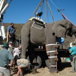 Preparing the elephant for Operation via Crane-truck