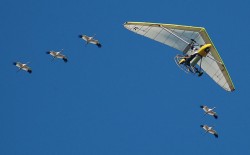 operation-migration Ultra-Lite leads Whooping Cranes on Migration