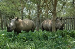 White Rhinos in Uganda