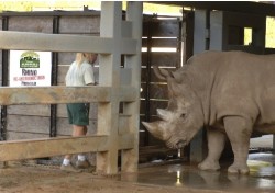 uganda2 Crate Training for White Rhinos at Disney\'s Animal Kingdom