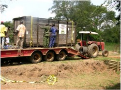 uganda3 White Rhinos in crate in Uganda