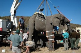 A laparoscopic vasectomy is performed on an Elephant