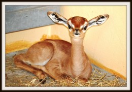 gerenuk_calf_jpg_92855_orig