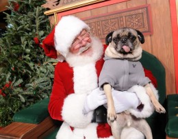 santapaws-med