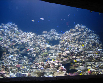 sw-reef sw-reef