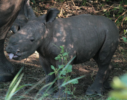 ziwarhino1-sm ziwarhino1-sm
