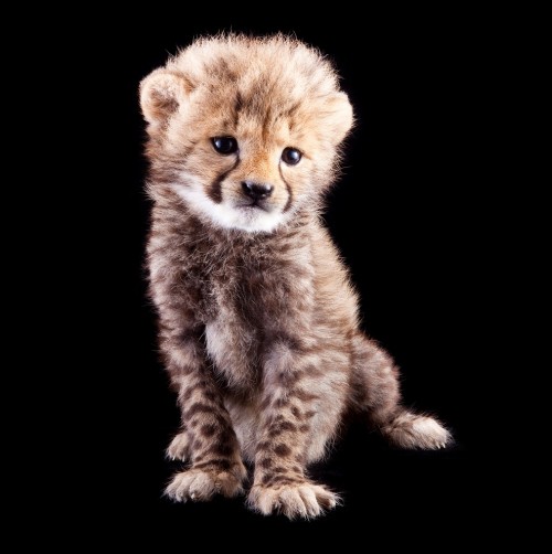 cheetah-cuteness