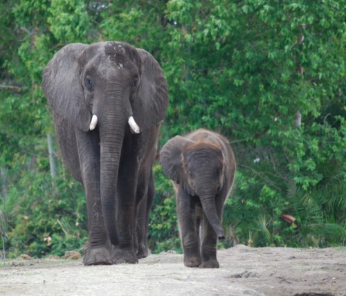 luna2-dak-elephant