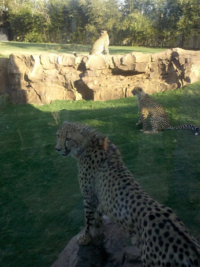 cheetah-three-500