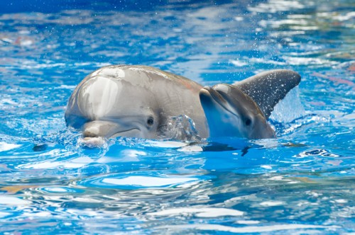 20110726_Aerial and Calf_05