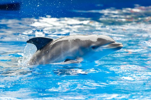 20110726_Aerial and Calf_10