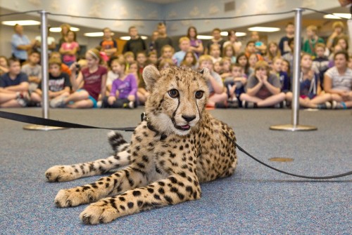 cheetah-teachin