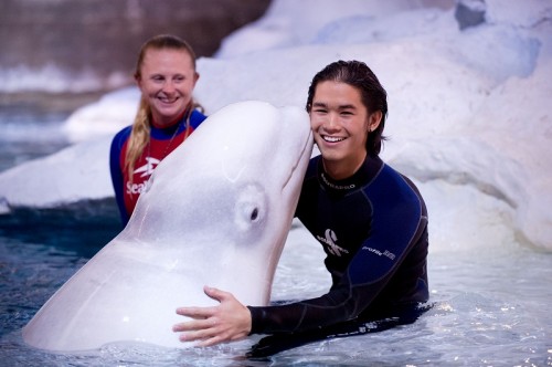 booboo-twilight-seaworld-beluga-kiss