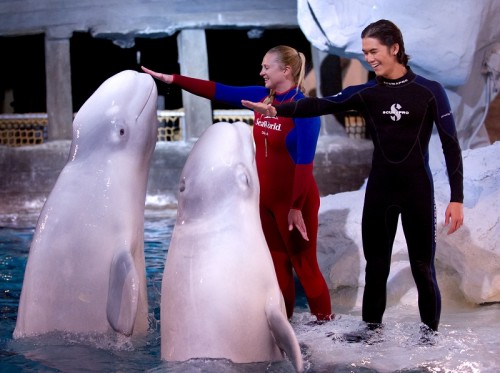 booboo-twilight-seaworld-beluga-touch