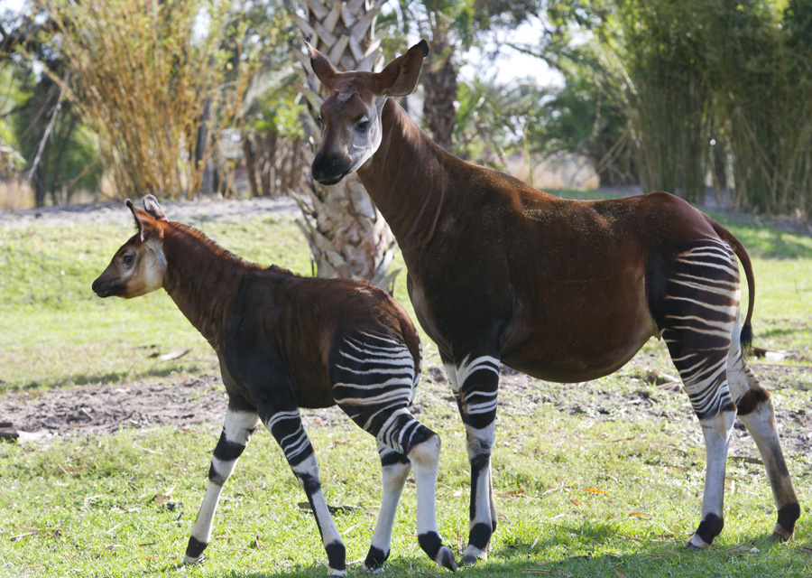 okapi horse