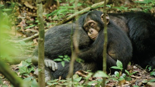 chimpanzee-oscar