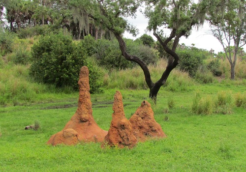 ks-termite-mounds