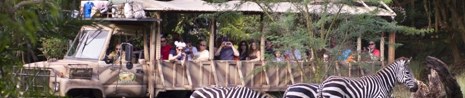 plains zebra at kilimanjaro safari