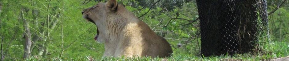 dak-safari-2