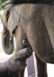 Baby elephant calf nursing at Disney\'s Animal Kingdom