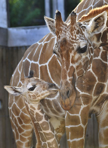 Bolo - Baby Giraffe with Mom
