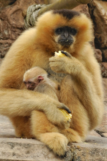 cute baby gibbon