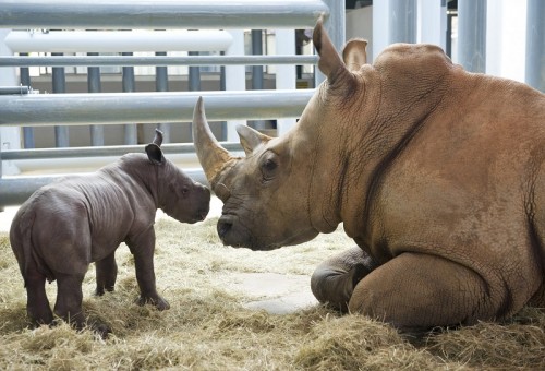 Mother's Day comes early to Animal Kingdom | The Disney Blog