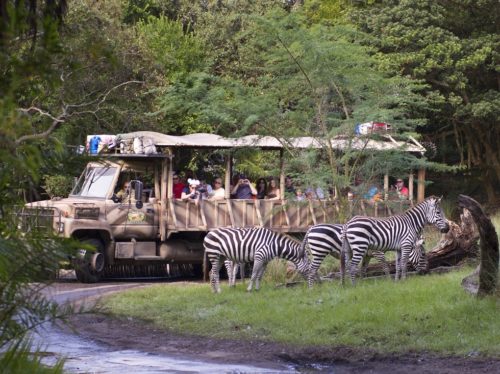 plains zebra at kilimanjaro safari