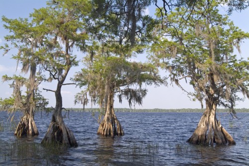 Disney Wilderness Preserve Celebrates 20th Anniversary The Disney Blog