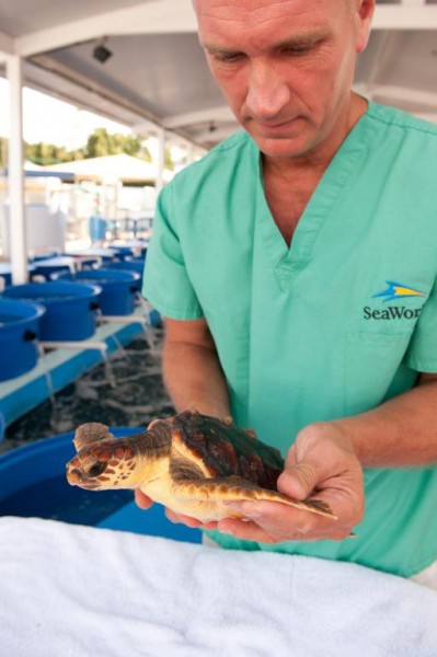 SeaWorld_Cares_Turtles_1