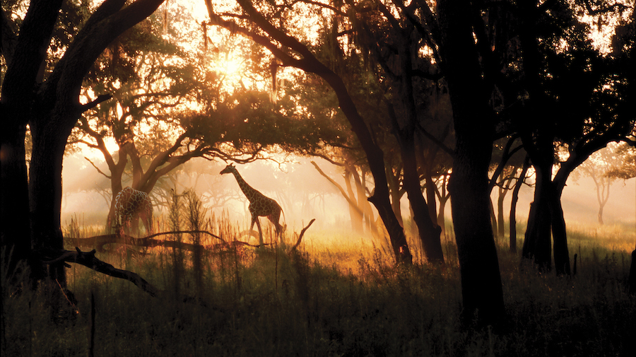 safari-dak-sunrise