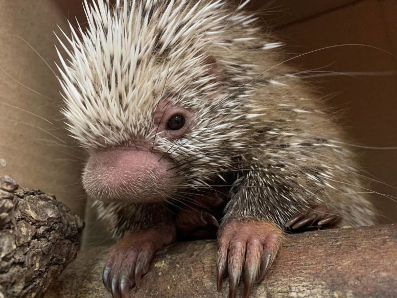 Meet Shelley Disney S Animal Kingdom S New Super Cute Baby Porcupine The Disney Blog