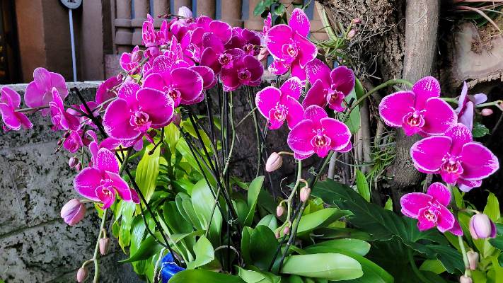 Extraordinary Orchid garden at Taste of EPCOT Flower and Garden Festival. Deep fuchsia orchids. 