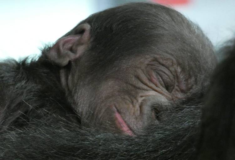 Baby Western Lowland Gorilla at Disney's Animal Kingdom - David Roark, photographer