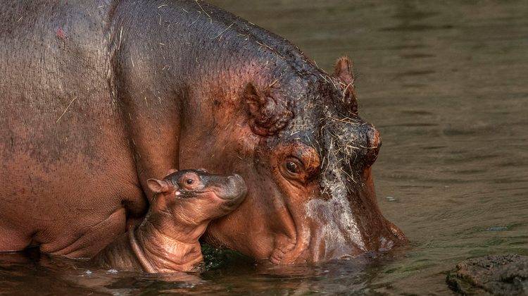 Nile Hippopotamuses at Disney's Animal Kingdom - David Roark, photographer