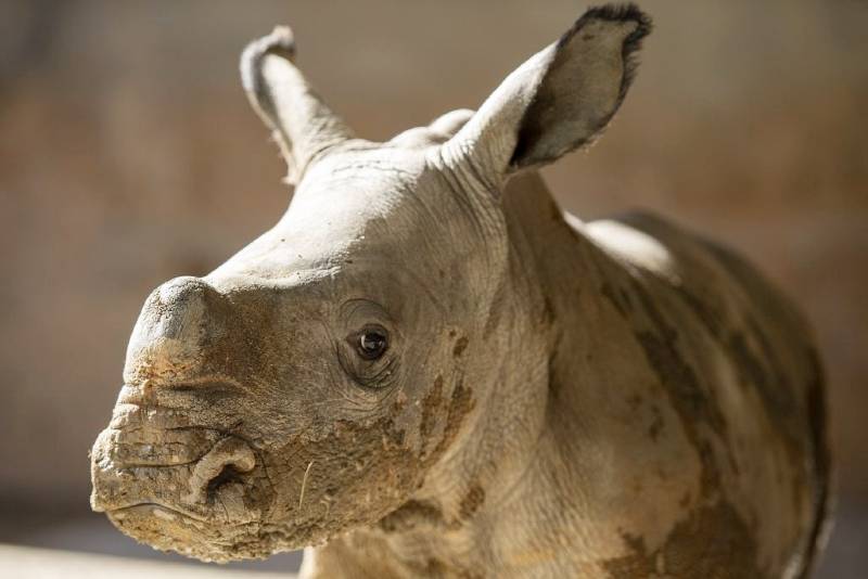 Baby Rhinos at Disney's Animal Kingdom - Logan