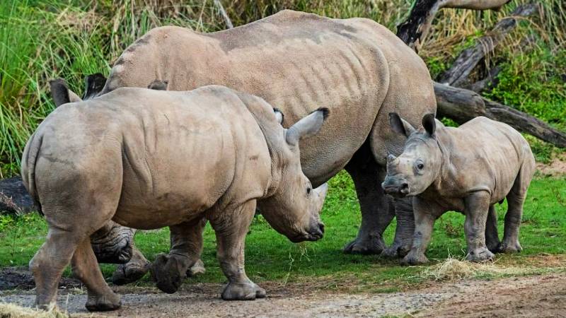 Baby Rhinos at Disney's Animal Kingdom - Mylo and Ranger